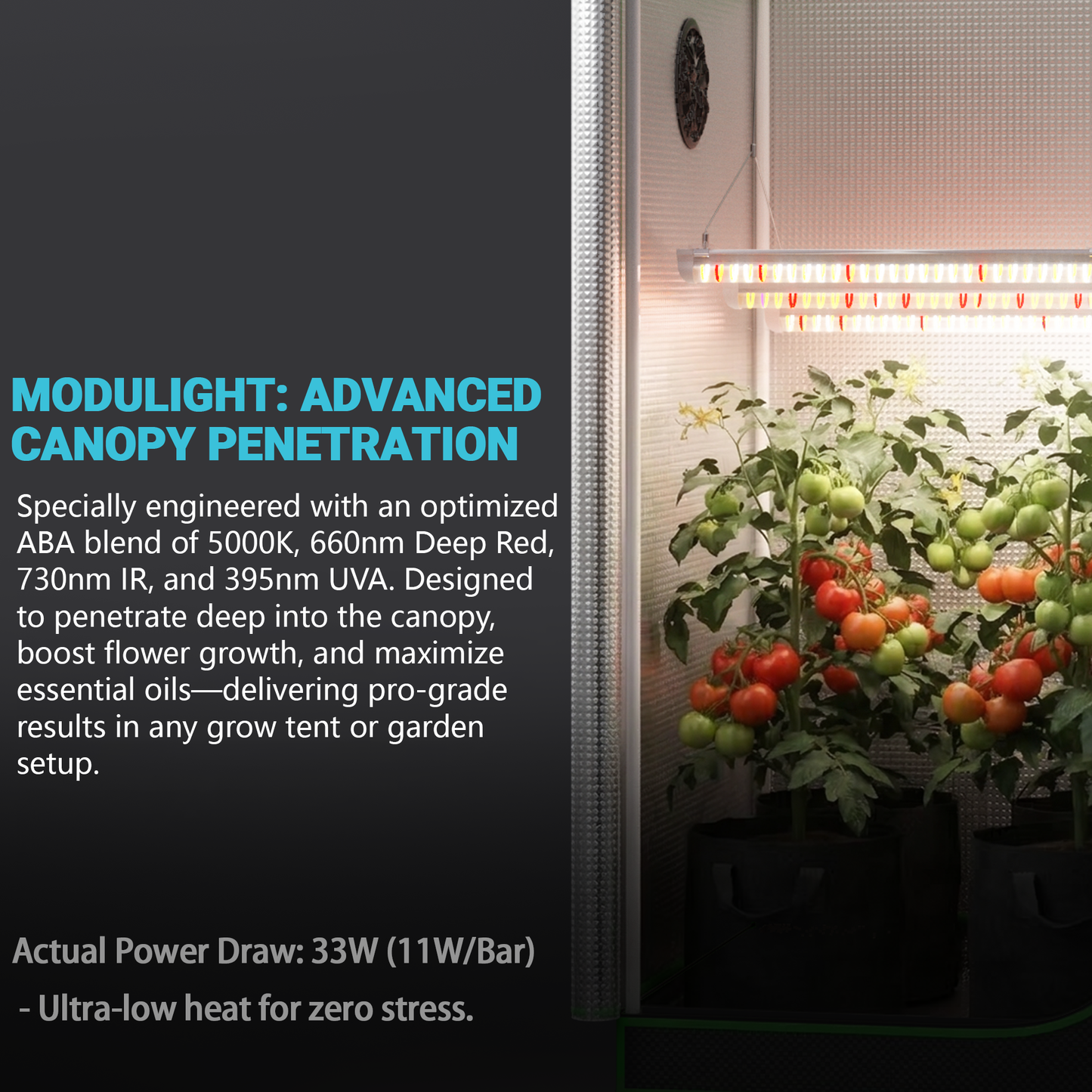 MIMEO LED grow light illuminating tomato plants inside a reflective grow tent for indoor gardening.