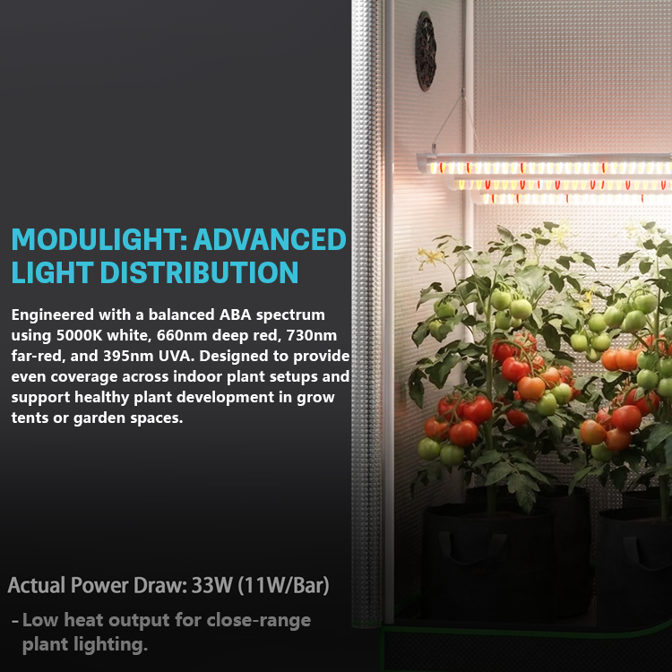 MIMEO full-spectrum LED grow light illuminating tomato plants in a reflective grow tent for indoor gardening.